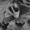 Oak Ursprung woda perfumowana 50ml